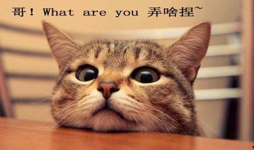 吃瓜娱乐君折耳猫,吃瓜娱乐君带你揭秘网红宠物的魅力与争议  第2张